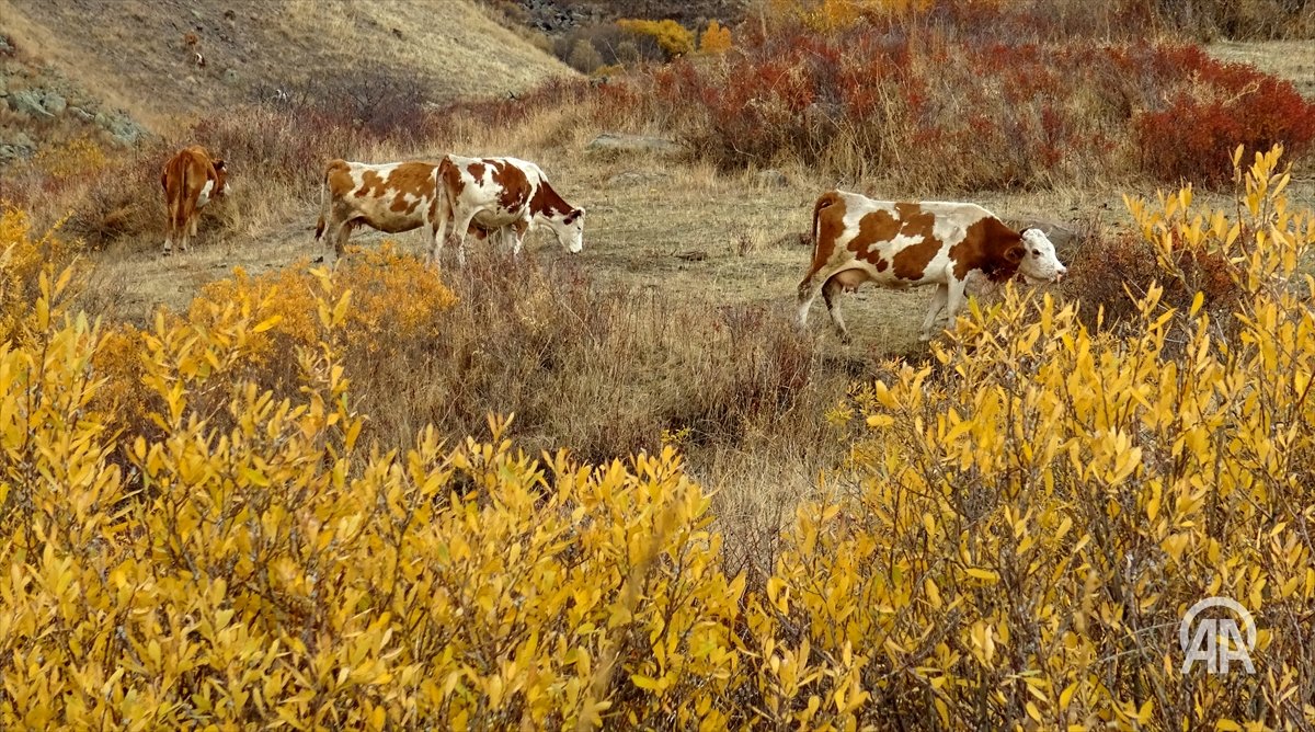 Sarıkamış'ta Sonbaharın Büyüleyici Görüntüleri