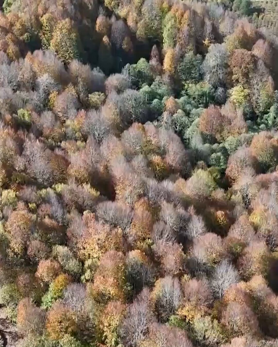 Ordu'nun Akkuş İlçesinde Sonbahar Renkleri Göz Kamaştırıyor