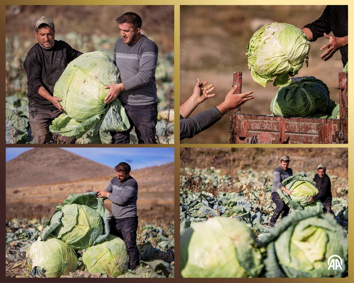 Pasinler Ovası'nda Ata Tohumlarından Rekor Lahana Hasadı