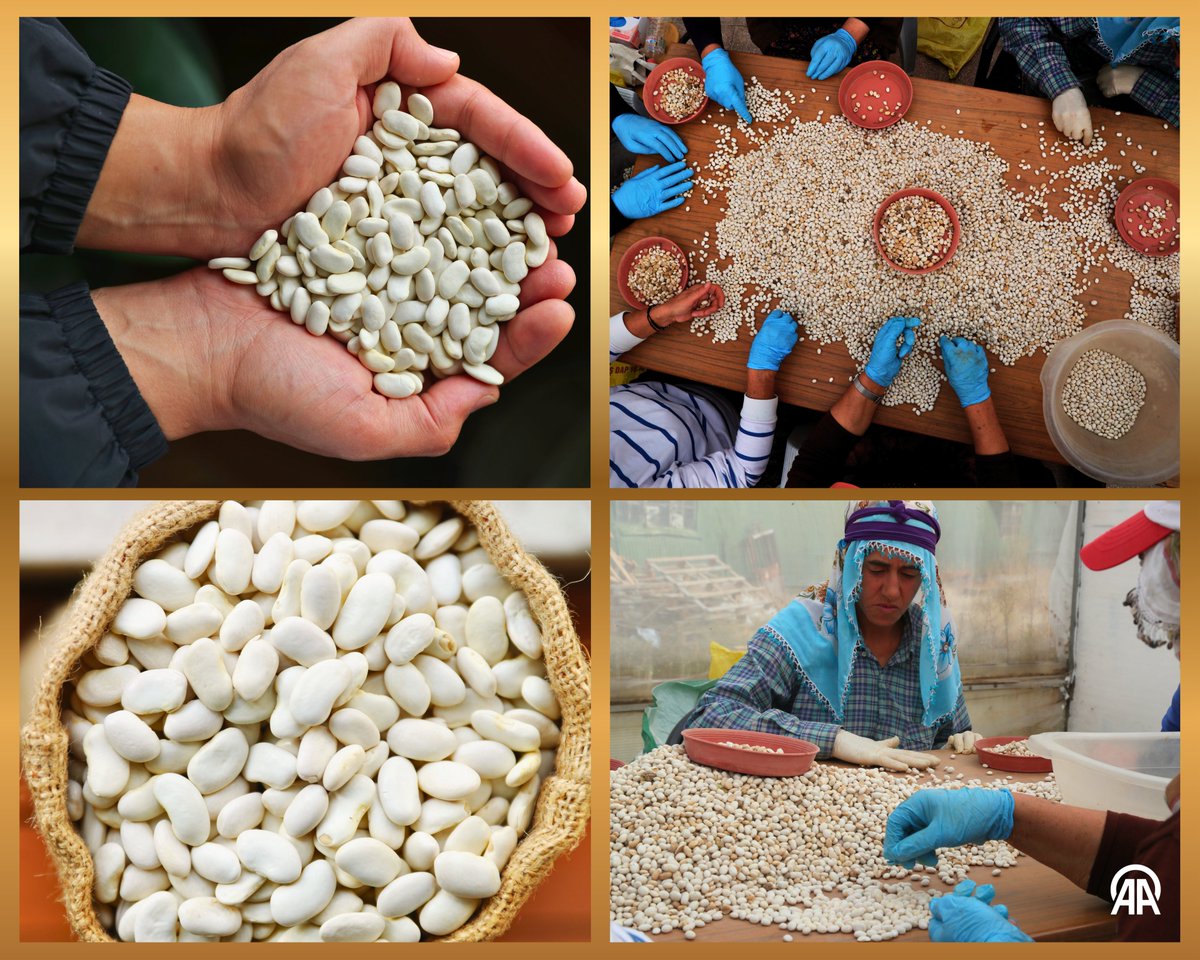 Erzincan'ın Tescilli Fasulye Çeşitleri Genetik Miras Olarak Korunacak