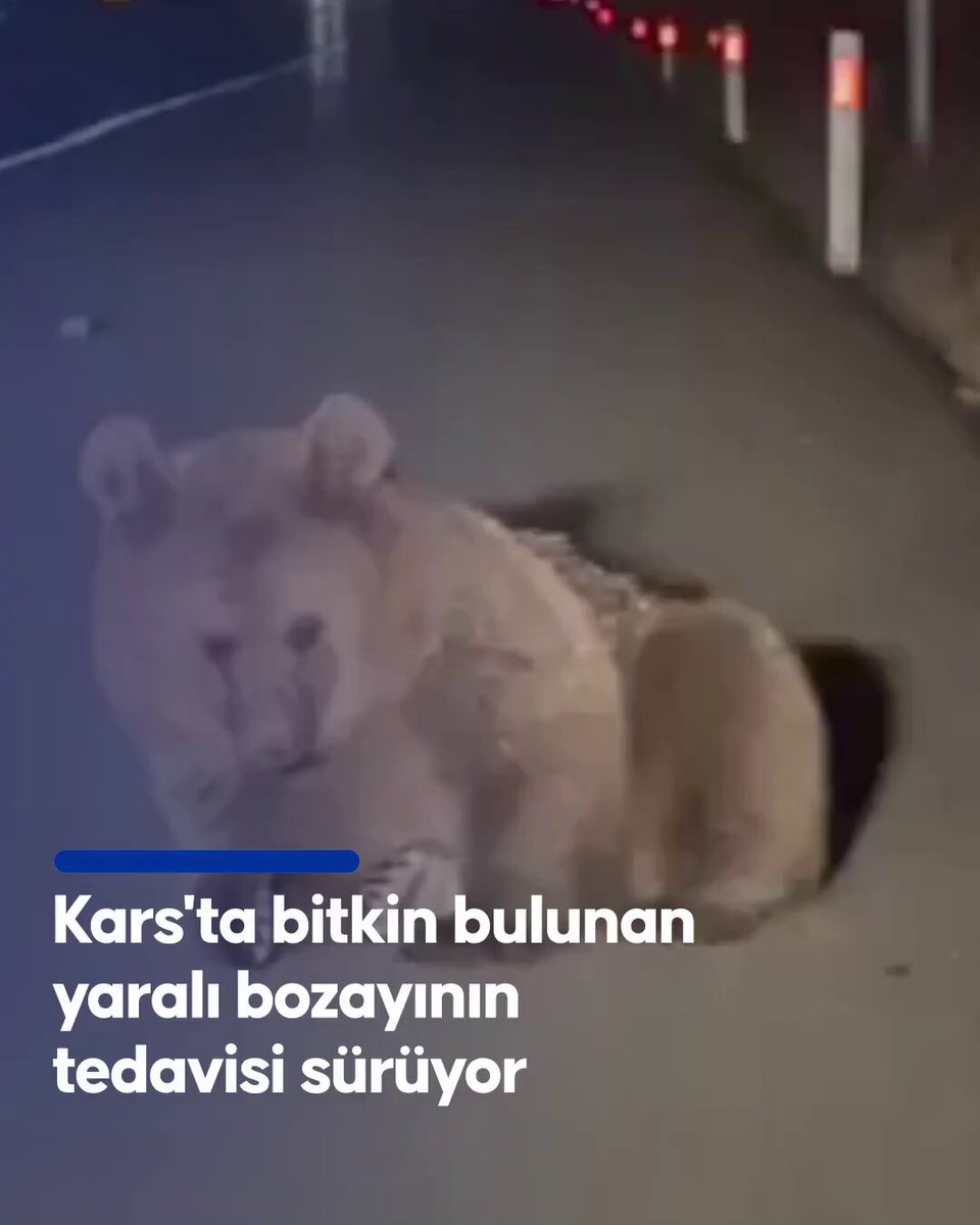 Sarıkamış'ta Bulunan Yaralı Bozayının Tedavisi Sürüyor