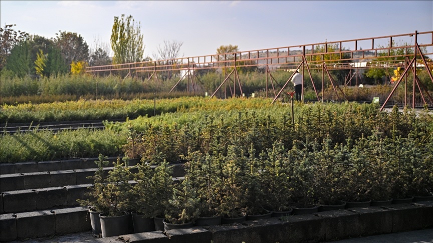 Türkiye'de Milli Ağaçlandırma Günü Hedefi: 15 Milyon Fidan Sahiplenme