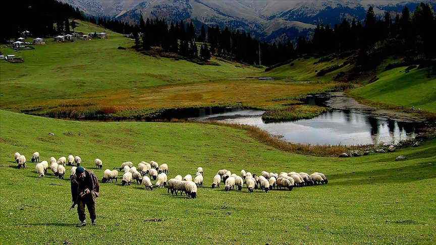Hayvancılık Desteklemelerinde Köklü Değişiklik: Aile İşletmesi Desteği Sınırlandı, Ödeme Dönemleri Üçe Çıkarıldı