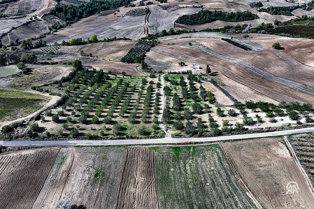 Adanalı Çiftçi Hüseyin Bebeç, 18 Yılda Çorak Arazisini Keçiboynuzu Cennetine Dönüştürdü