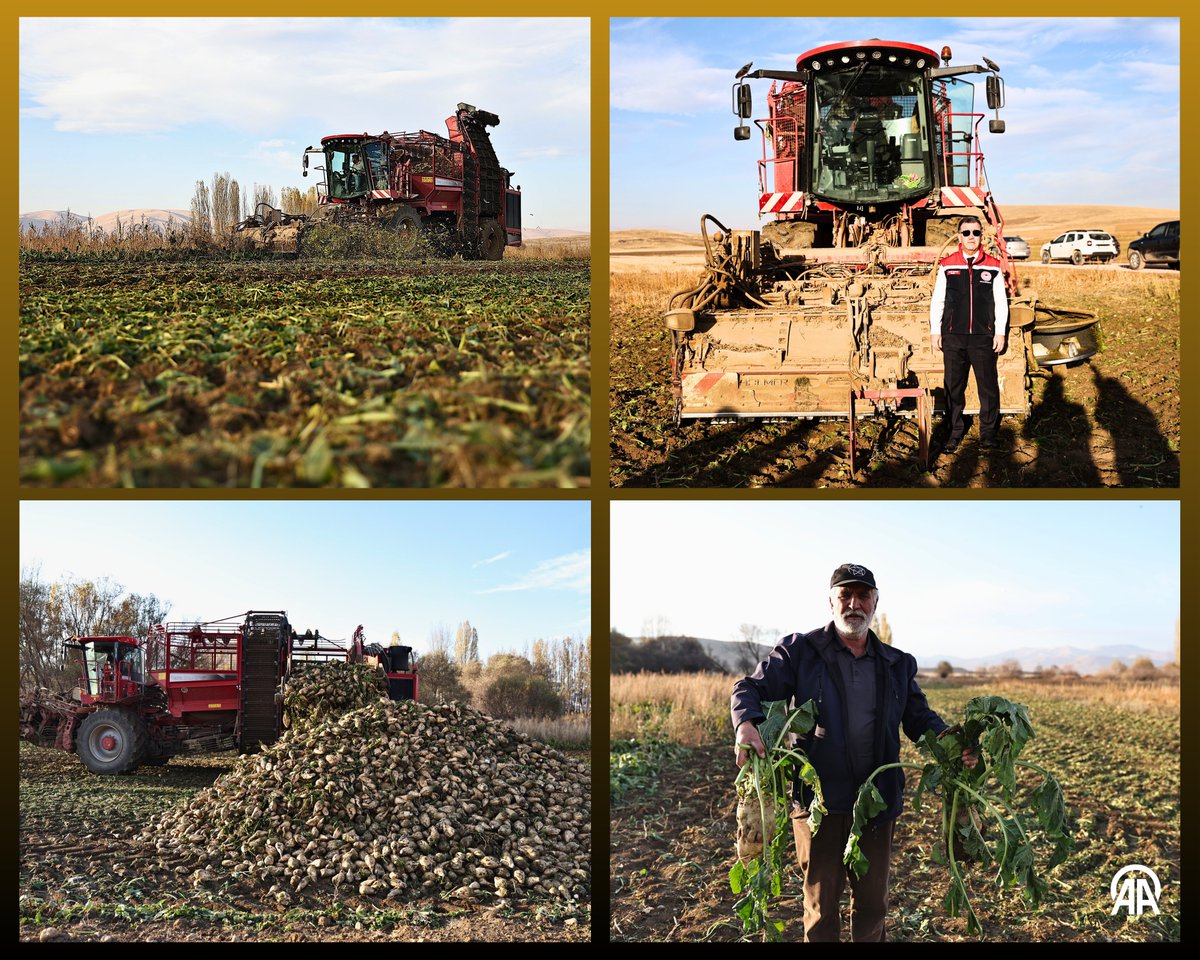 Bayburt'ta Şeker Pancarı Üretiminde Dev Zirve: 5 Yılda 6 Kat Artış