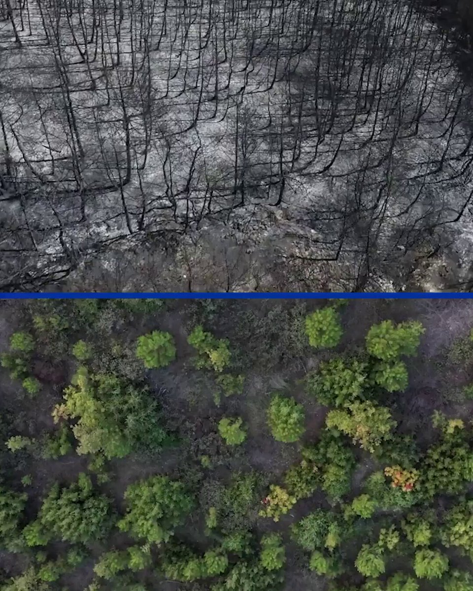 Bursa Mudanya'da Yangın Zararını Onarma Çalışmaları: 206 Hektar Alan Yeniden Yeşeriyor