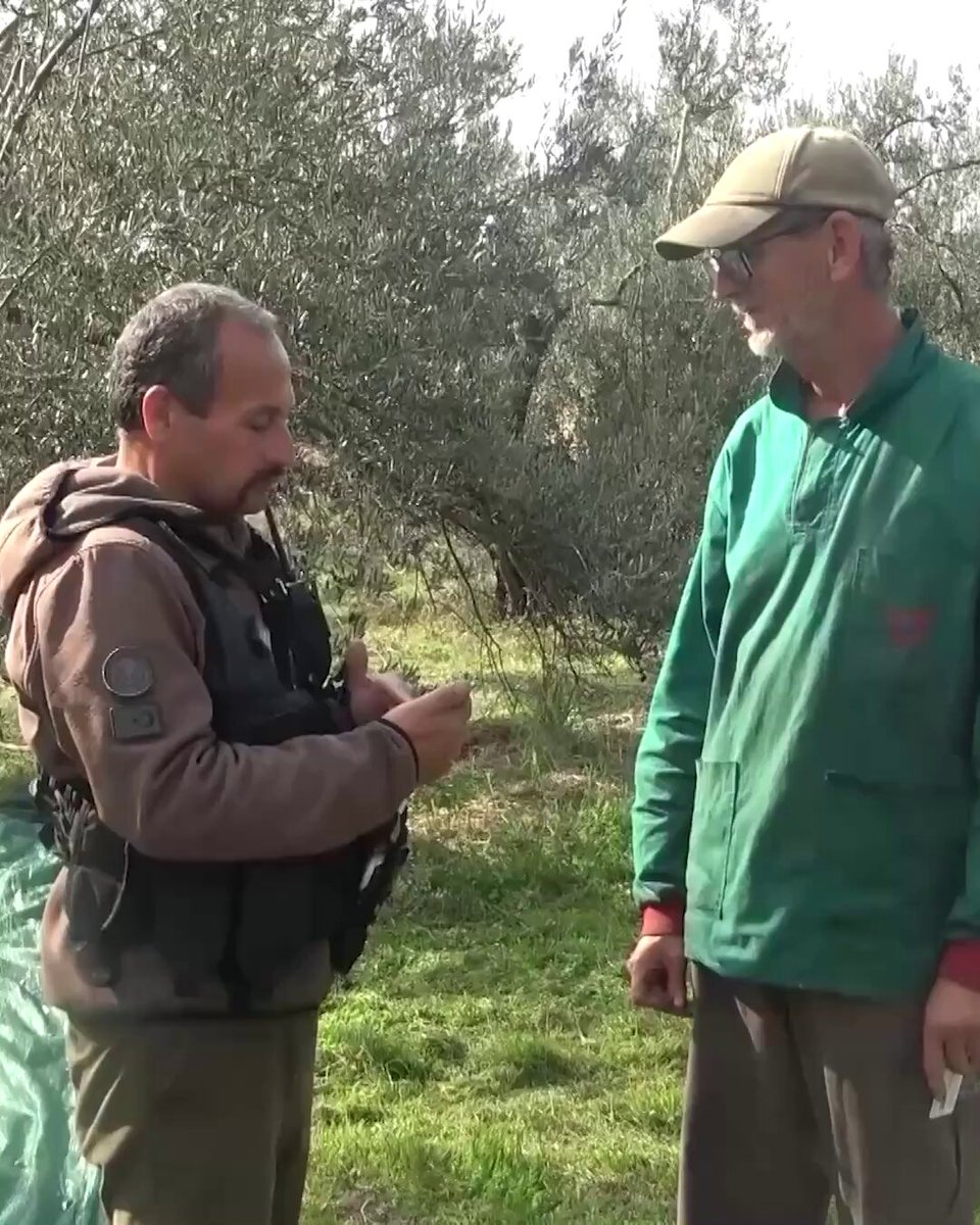 Çanakkale'de 12 Bin Dönüm Zeytinlik Drone ile Korunuyor