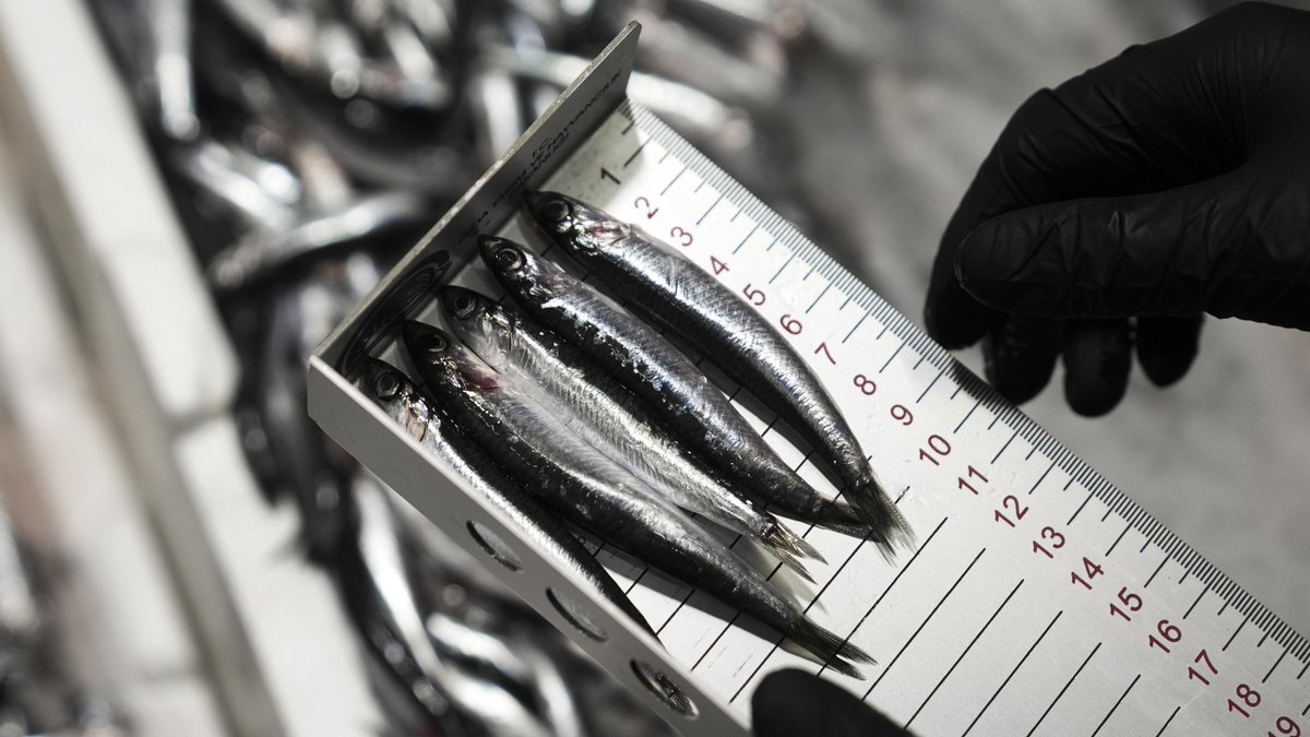 Ankara'da Su Ürünleri Denetimlerinde 1.6 Milyon Lira Ceza Kesildi