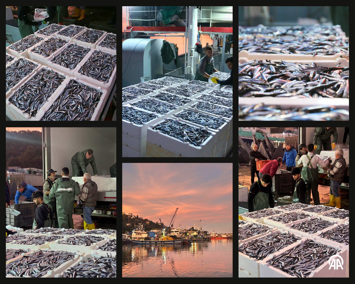 Doğu Karadeniz'de Hamsi Bolluğu: Fiyatlar Yarıya Düştü, Av Miktarı Arttı
