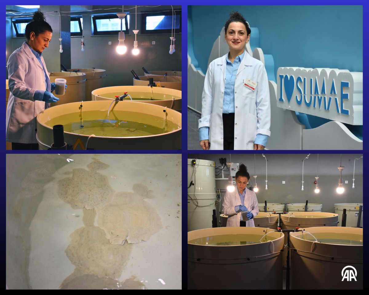 Karadeniz'e 28 Yılda 120 Bin Kalkan Balığı Yavrusu Bırakıldı