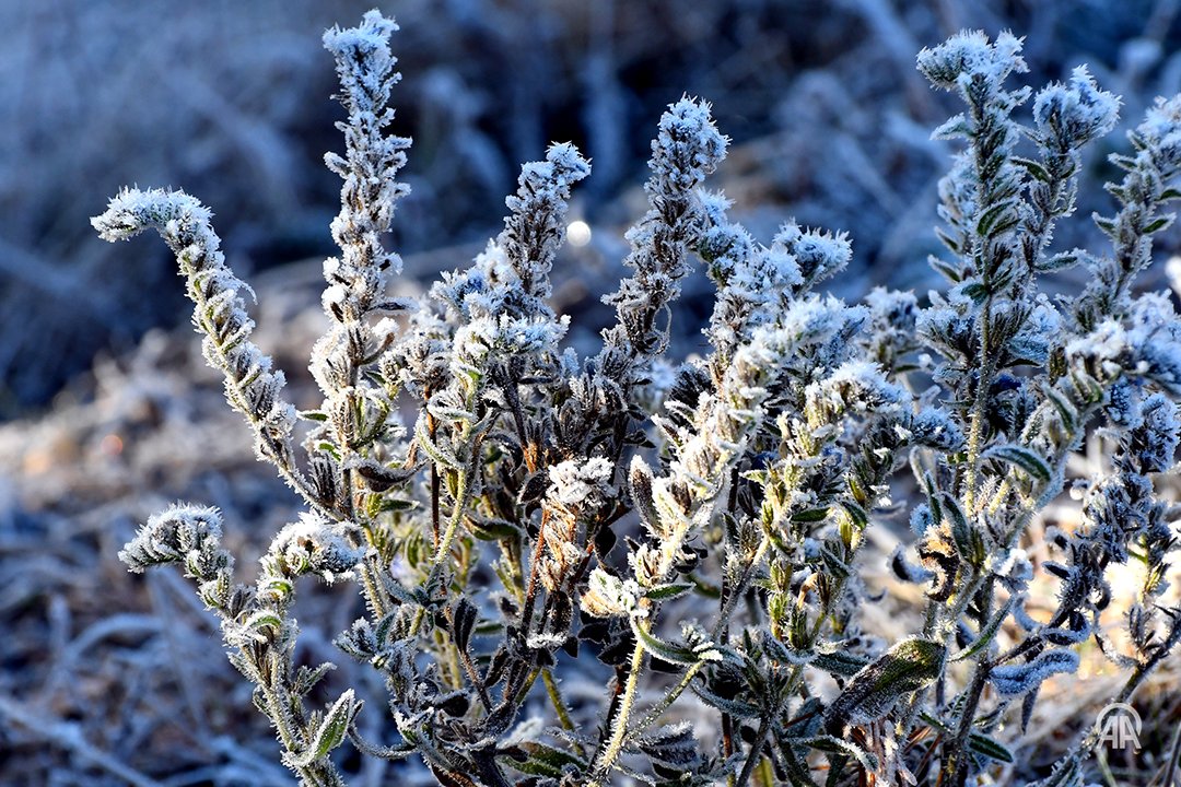 Kars ve Muş'ta Kışın Sert Yüzü: Kırağı ve Kar Hayatı Etkiliyor