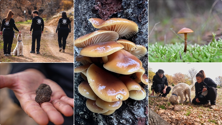 Ankara Üniversitesi, Nallıhan'daki Mantar Türlerini Yapay Zeka ile Sınıflandırıyor