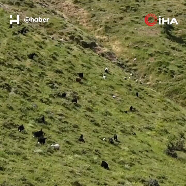 Bitlis'te Kayıp 26 Kurbanlık Keçi Dronla Bulundu