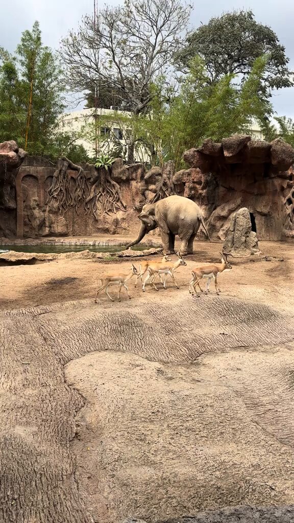 Fil, Havuza Düşen Yavru Antilobu Hortumuyla Kurtardı