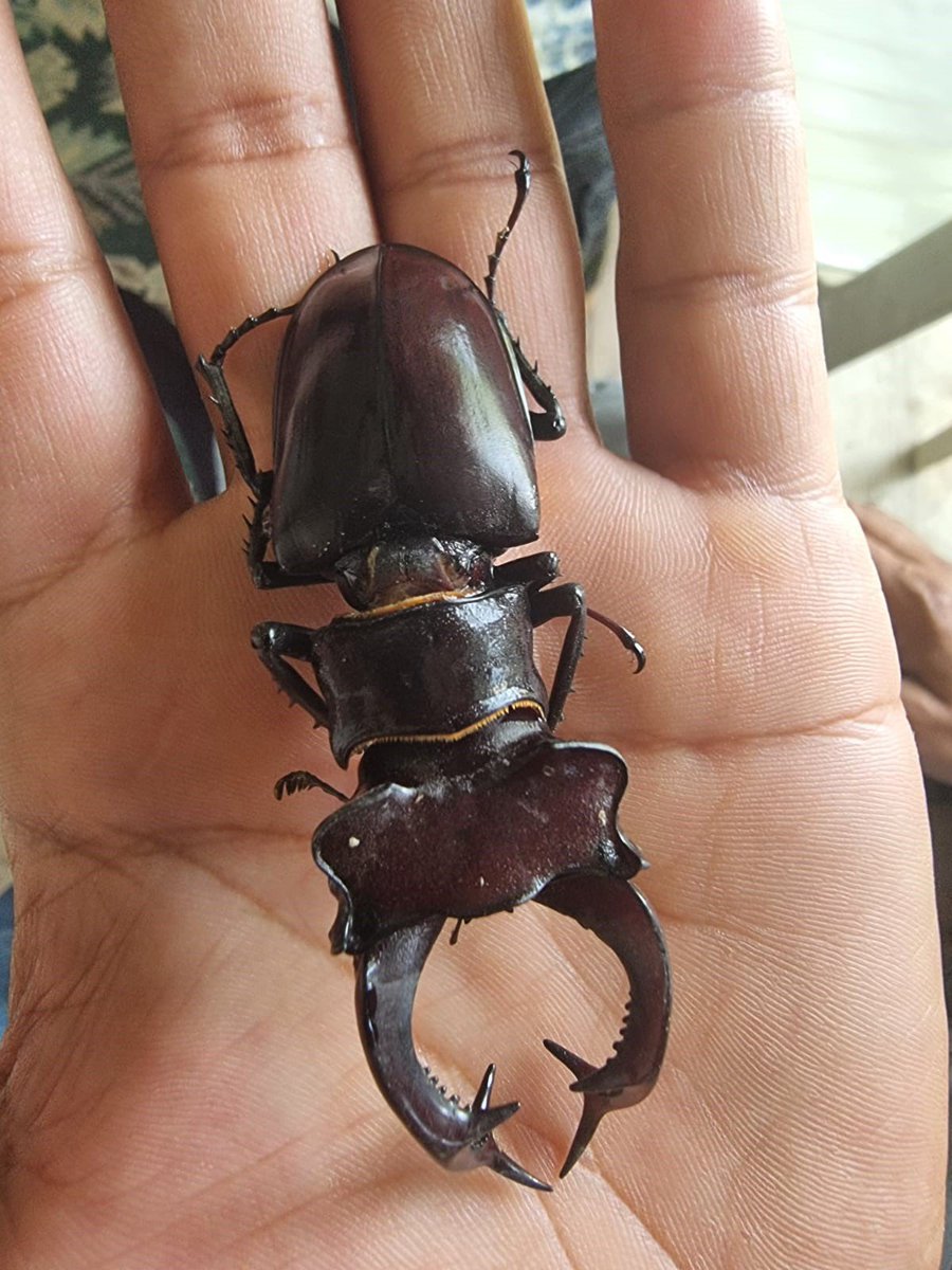 Adana'da Koruma Altındaki Geyik Böceği Görüntülendi: Cezası 557 Bin TL