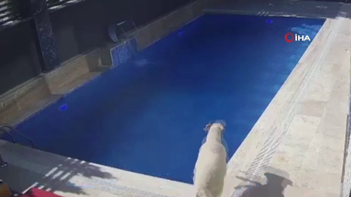 Bursa İnegöl'de Firar Eden Kurbanlık Koç Villada Havuza Atlayarak Kaçtı