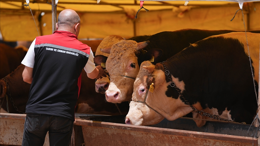 Kurbanlık Kontrolleri: Bayram Öncesi 375 Bin 90 Kurbanlık Kontrol Edildi