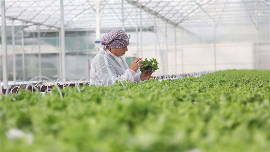 Sera OTB Projesi Bafra ve Çaycuma'da Üretim Başlatıldı