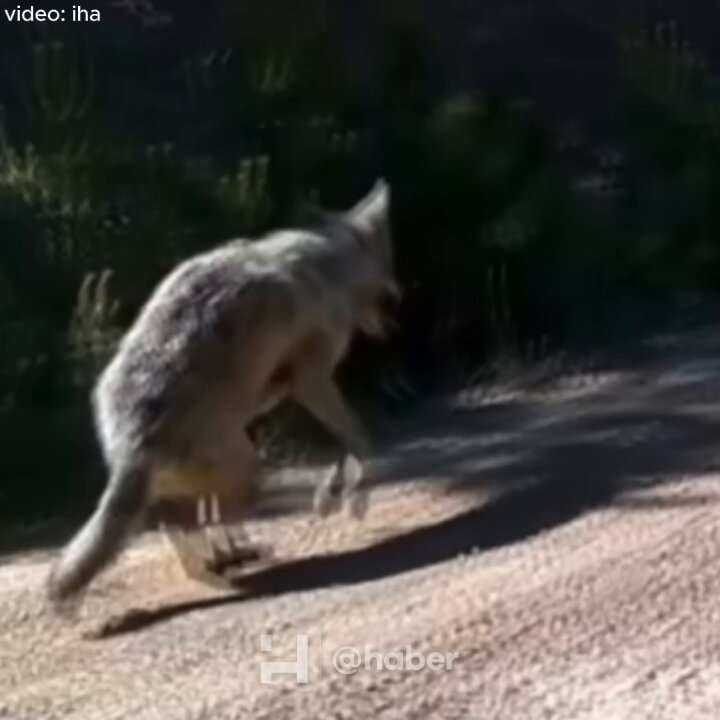 Çankırı'da Yaralı Kurt Fotokapana Yakalandı: Kurtarma Çalışmaları Başlatıldı