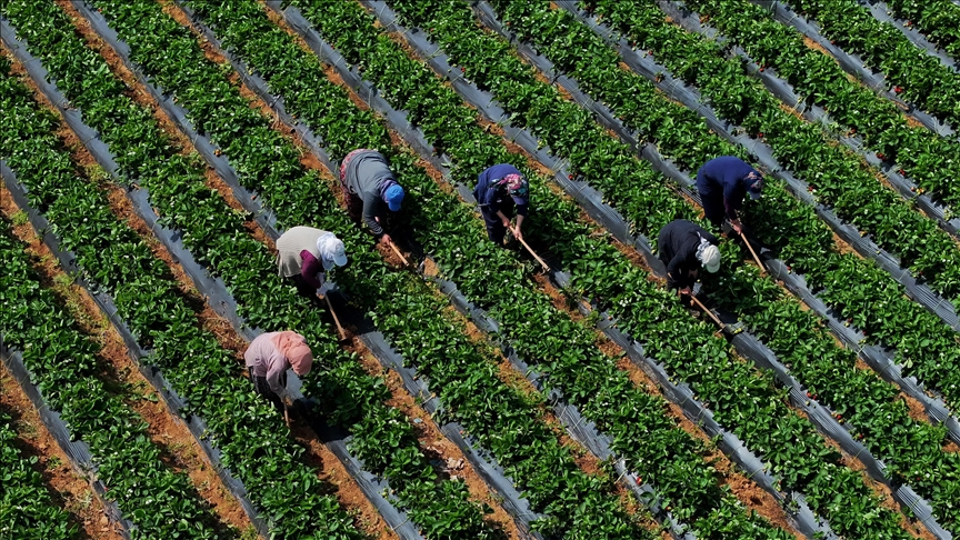 Çiftçilere 5.5 Milyar Lira Destek Ödemesi Bugün Yapılıyor