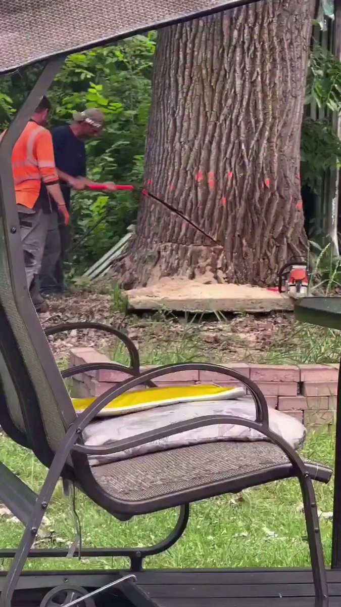 Asırlık Ağacı Kesen Aile Evsiz Kaldı: Manzara Kavgası Facia ile Bitti