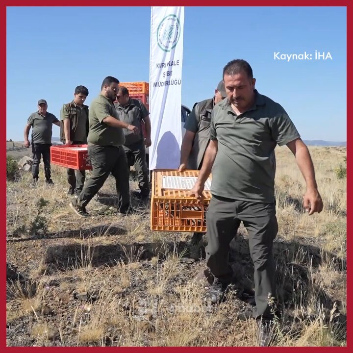 Kırıkkale'de Yüzlerce Kınalı Keklik Doğa ile Buluştu