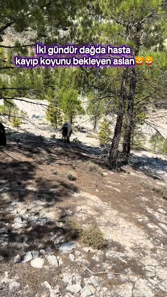 Kangal Çoban Köpeği Hasta Koyunu Dağda Yalnız Bırakmadı