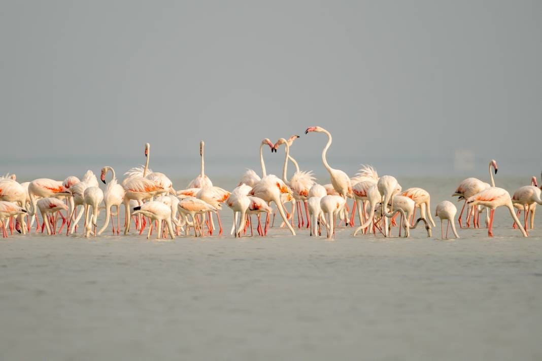 Adana Karataş'ta Flamingolar Görüntülendi: Nadir Görüntü Coşku Yarattı