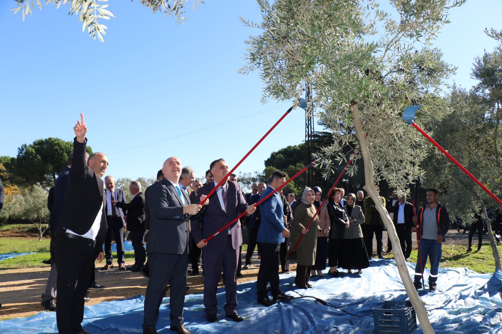 GTÜ Zeytinlikte Hasat Zamanı